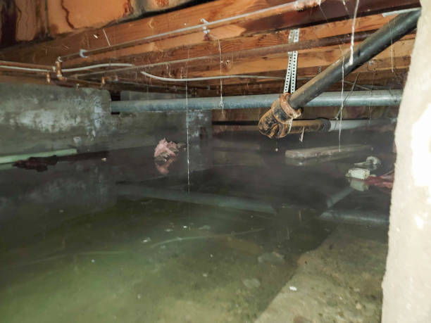 Best Flooded house restoration  in Bellingham, WA