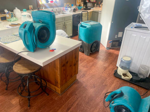 Best Mold removal after water damage  in Bellingham, WA